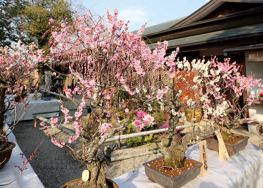 梅 菅原天満宮 奈良市 Narakko 奈良っこ