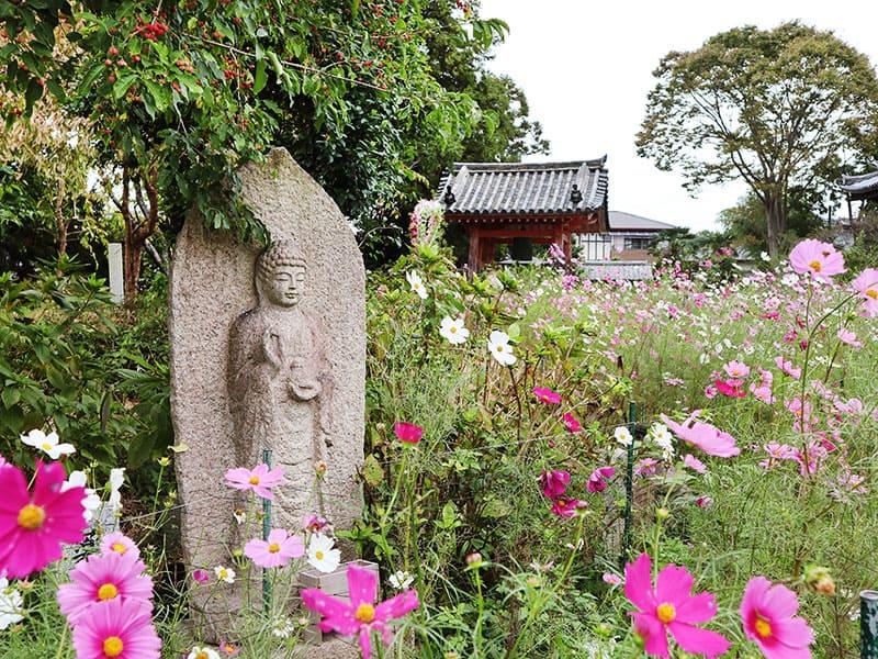 般若寺のコスモス